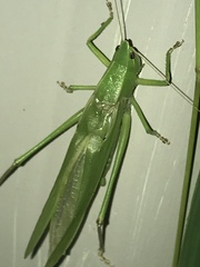Neoconocephalus nebrascensis