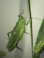 Neoconocephalus nebrascensis