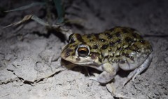 Leptodactylus bufonius
