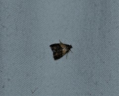 Tripudia balteata