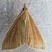 Streaked Orange Moth - Photo (c) Rick Ballard, some rights reserved (CC BY-NC), uploaded by Rick Ballard