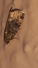 Noctuidae