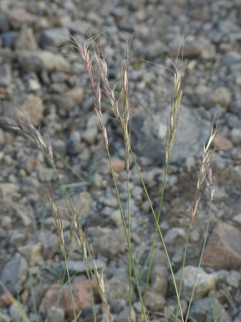 Sierra Wild Rye