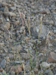 Elymus sierrae