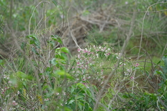 Oxystelma esculentum