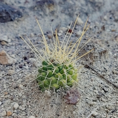 Mammillaria compressa compressa