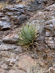 Agave utahensis kaibabensis