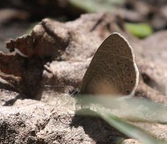 Pseudonacaduba sichela sichela