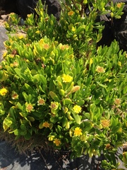 Borrichia arborescens