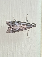 Catoptria oregonicus