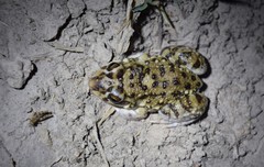 Leptodactylus bufonius