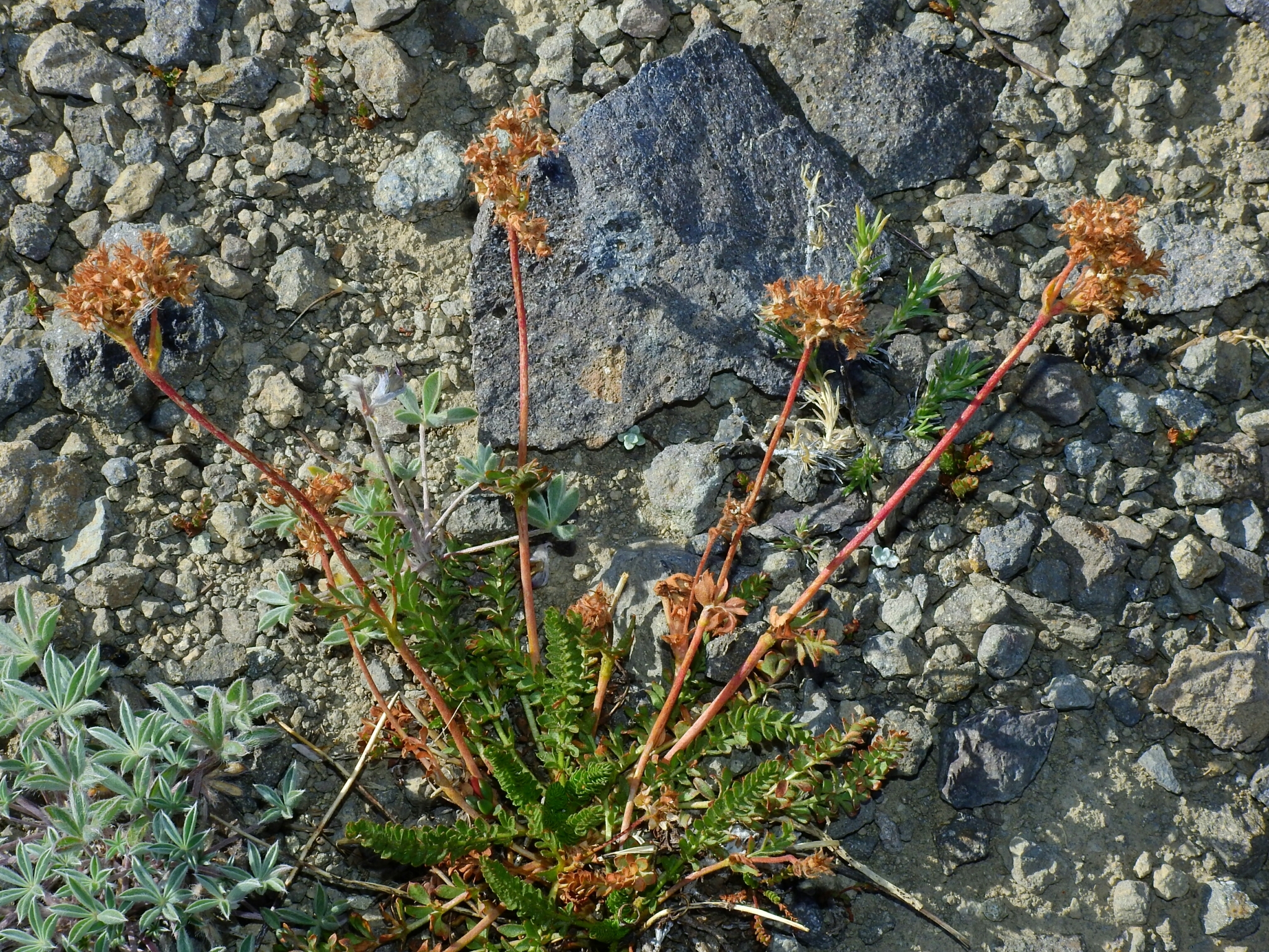 Ivesia gordonii var. ursinorum