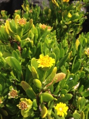 Borrichia arborescens