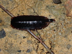 Lamprigera taimoshana