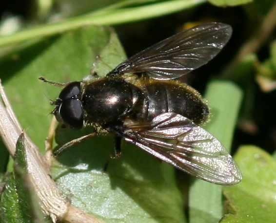 Cheilosia lasiopa