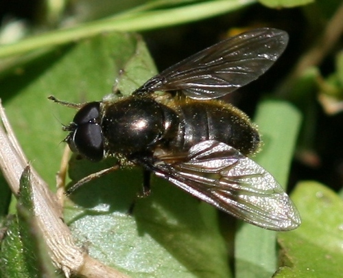 Cheilosia lasiopa