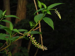 Phytolacca americana
