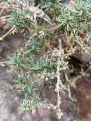 Johnstonella