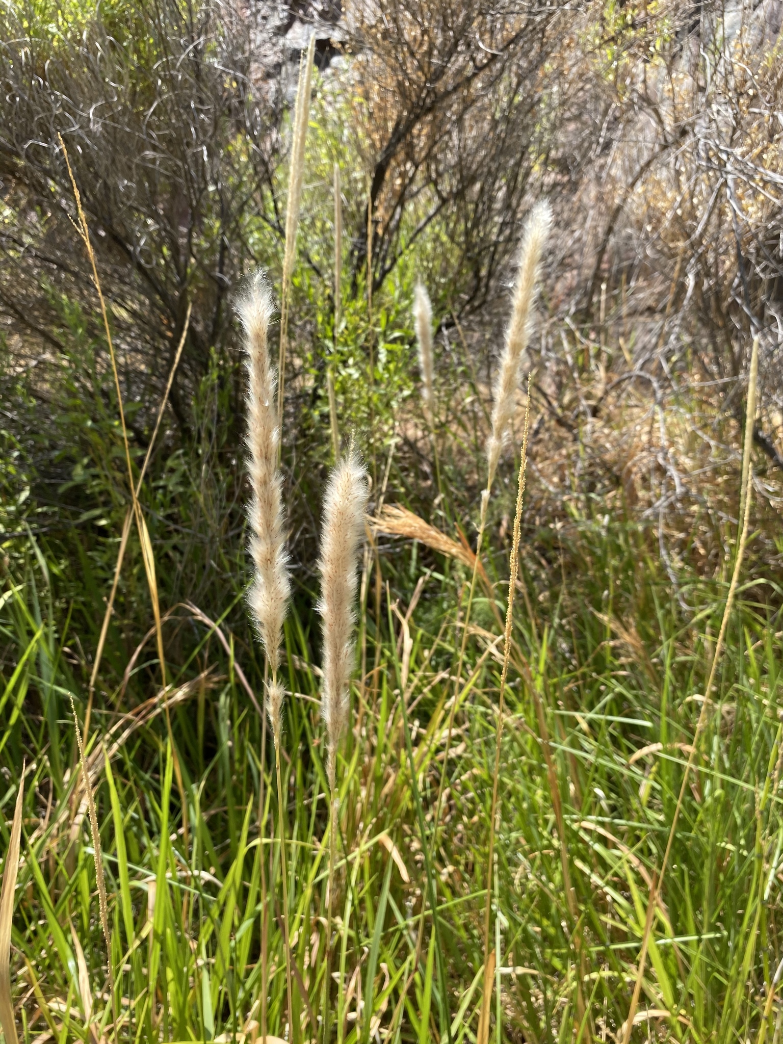 Imperata brevifolia