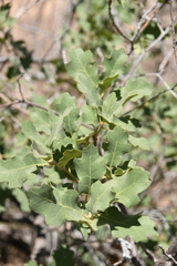 Quercus welshii