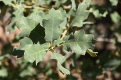 Quercus welshii