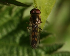 Platycheirus scutatus