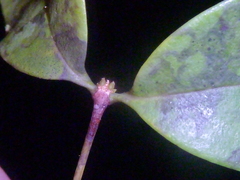 Mouriri tuberculata
