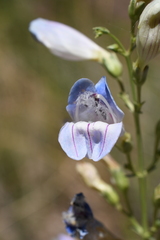 Penstemon comarrhenus