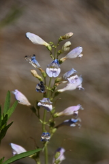 Penstemon comarrhenus