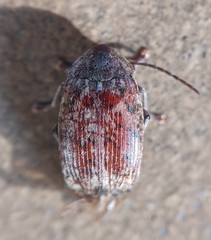 Amblycerus robiniae