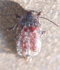 Amblycerus robiniae