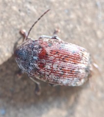 Amblycerus robiniae