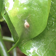 Kaliella