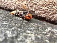 Vespa mandarinia japonica