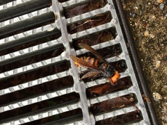 Vespa mandarinia japonica