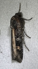 Actebia fennica
