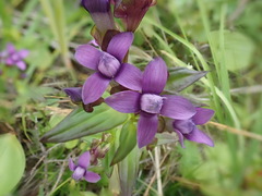 Gentianella auriculata