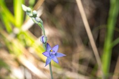 Thelymitra malvina