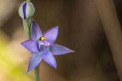 Thelymitra malvina