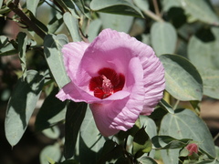 Gossypium sturtianum