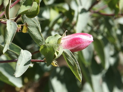 Gossypium sturtianum