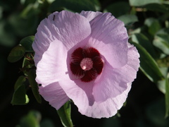Gossypium sturtianum