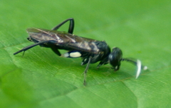 Macrophya nigra