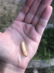 Eichlinia cucurbitae