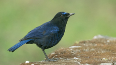 Myophonus horsfieldii