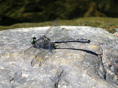 Hylogomphus adelphus