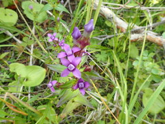 Gentianella auriculata