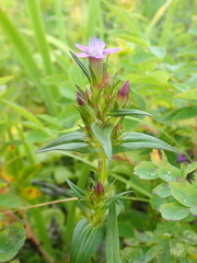 Gentianella auriculata