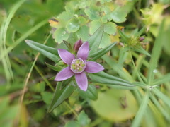 Gentianella auriculata