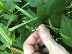 Hylodesmum pauciflorum